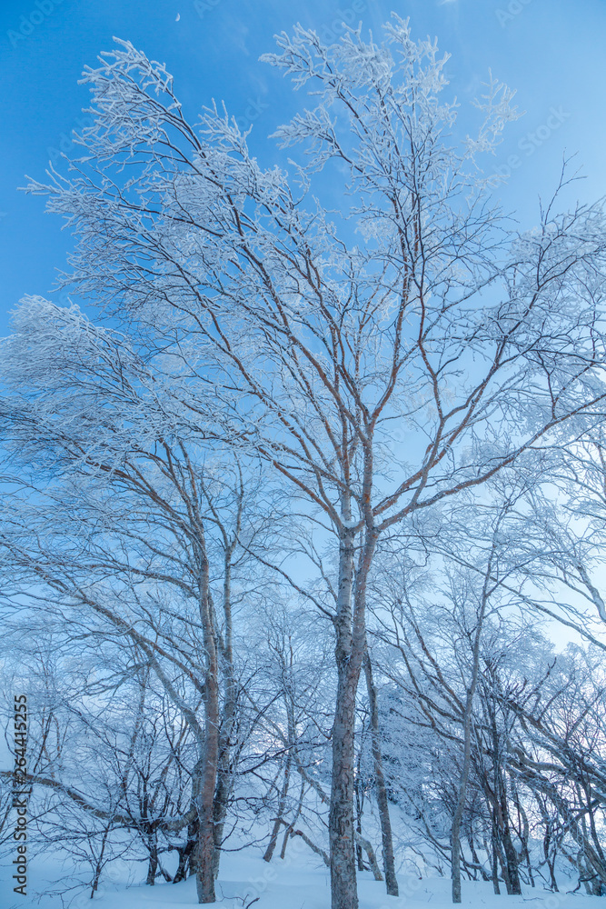 雪の美ヶ原霧氷と樹氷