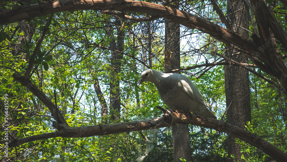 Obraz premium 04.23.2019 - Kyiv, Ukraine. Botanical Garden in the center of the capital of Ukraine. Pigeons are sitting on a tree branch