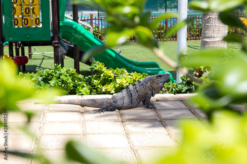 Reptile resting