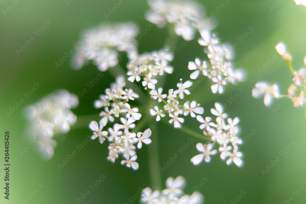 small white flowers on green background small white flowers on green background