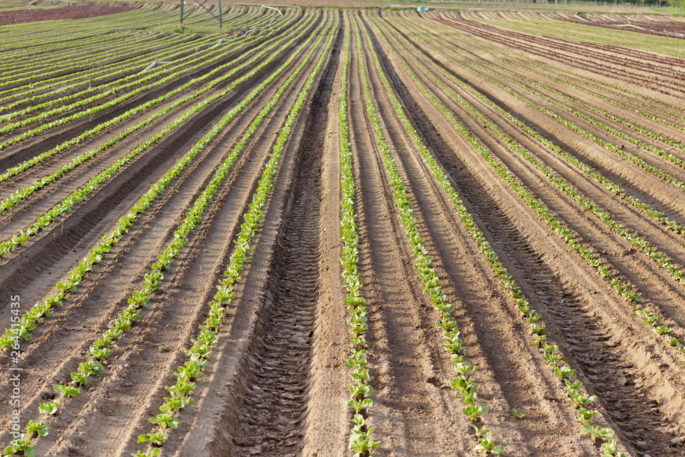 Young seedlings of green and red salads in the field Young seedlings of green and red salads in the field