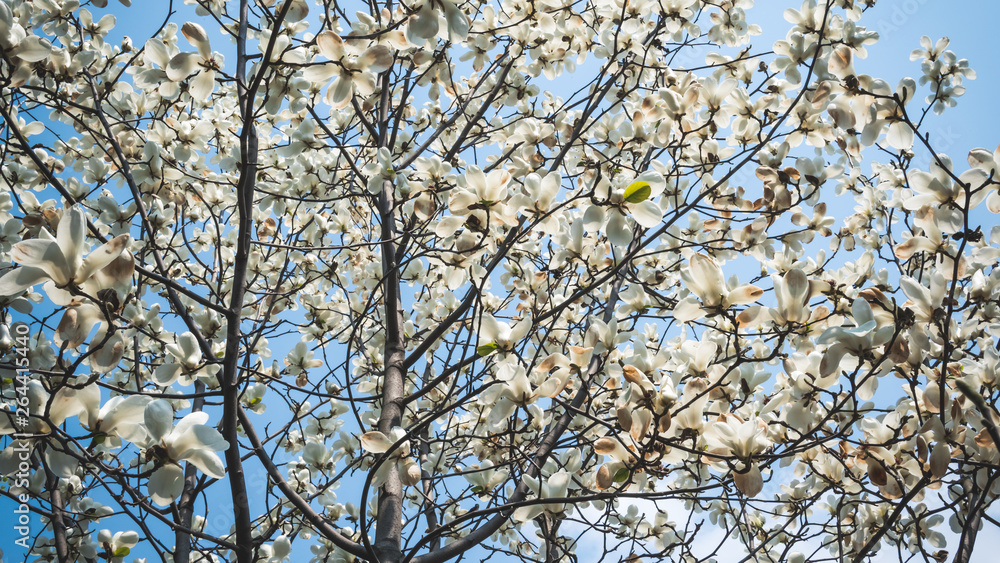 04.23.2019 - Kyiv, Ukraine. Botanical Garden in the center of the capital of Ukraine. Blooming trees, beautifull landscape 04.23.2019 - Kyiv, Ukraine. Botanical Garden in the center of the capital of Ukraine. Blooming trees, beautifull landscape