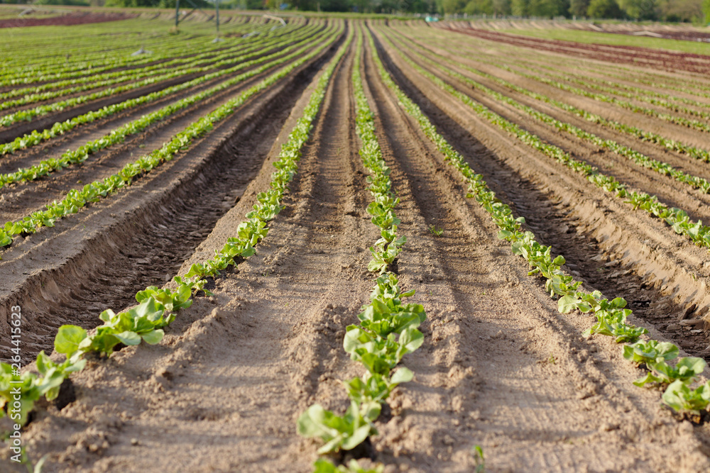 Young seedlings of green and red salads in the field