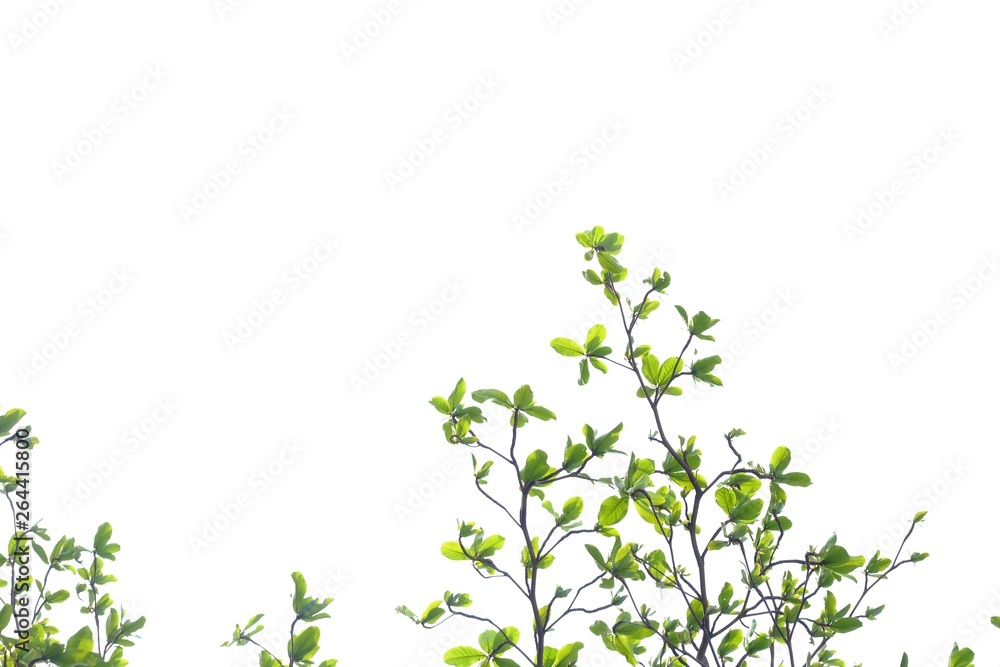 Top view young Indian almond tree leaves with branches growing in a garden on white isolated background for green foliage backdrop Top view young Indian almond tree leaves with branches growing in a garden on white isolated background for green foliage backdrop