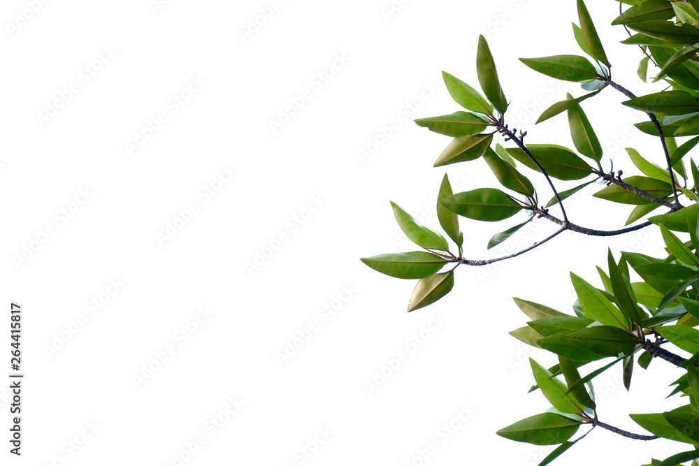 A branch of tropical tree leaves on white isolated background for green foliage backdrop 