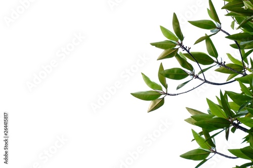 A branch of tropical tree leaves on white isolated background for green foliage backdrop 