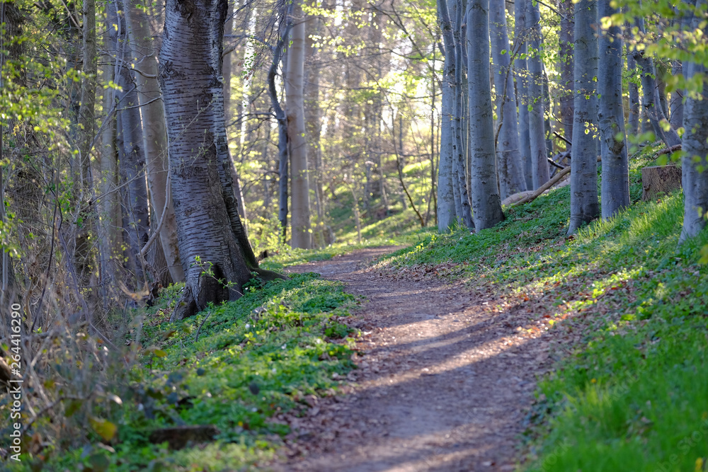 Fototapeta premium Morgensonne im frühlingshafte Wald