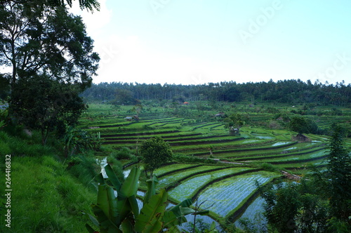 Fototapeta Naklejka Na Ścianę i Meble -  Rice fields in Bali