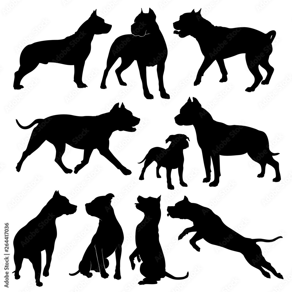 Staffordshire Terrier. Vector silhouette of a dog on a white background. Stock Illustration