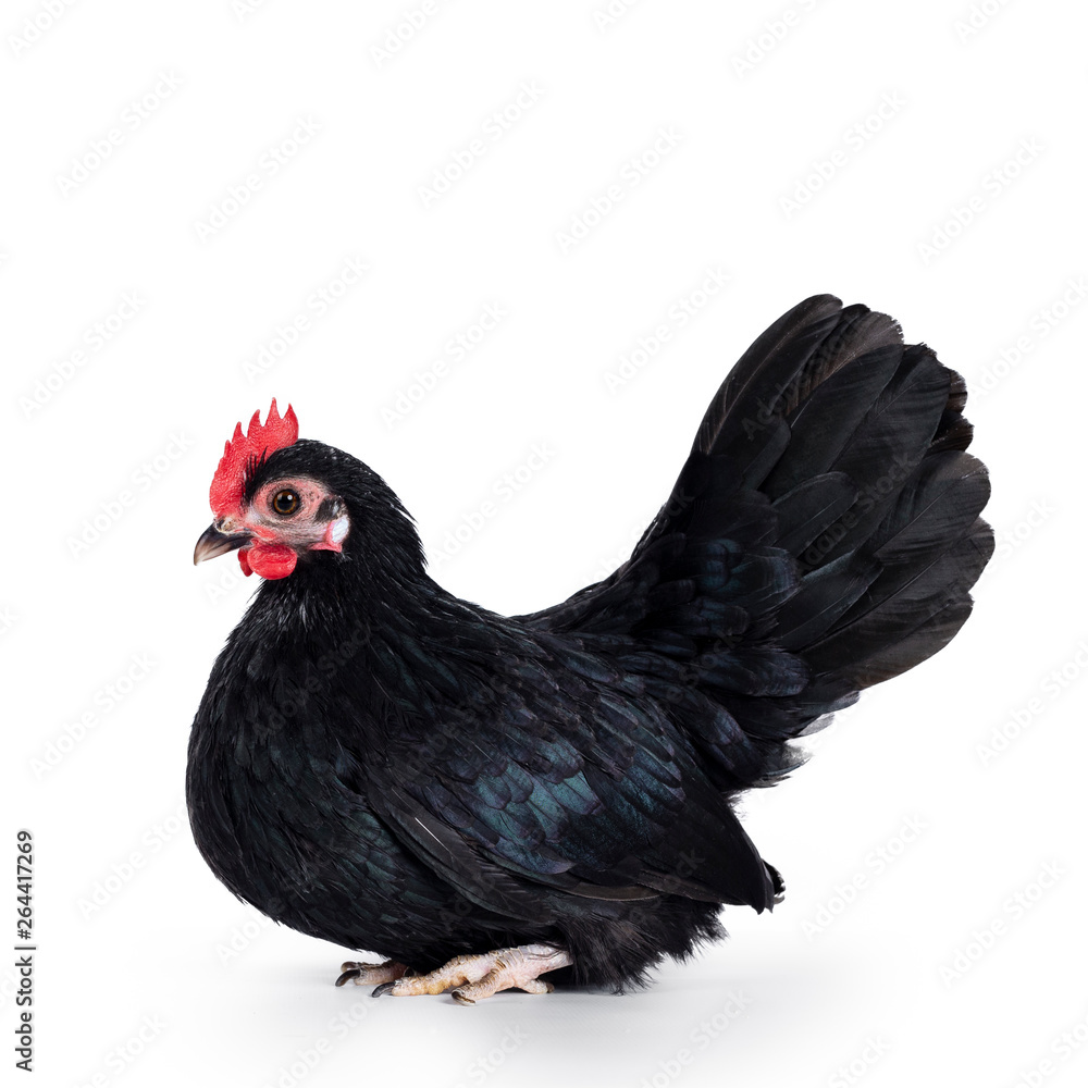 Fototapeta premium Black dwarf chicken / rooster, sitting side ways. Isolated on white background. Beak closed.