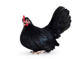 Black dwarf chicken / rooster, sitting side ways. Isolated on white background. Head tilted towards camera.