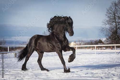 The black Frisian stallion runs on snow in frosty winter day