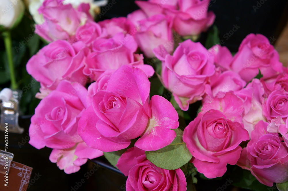 full bloom rose colorful flower full bloom rose colorful flower