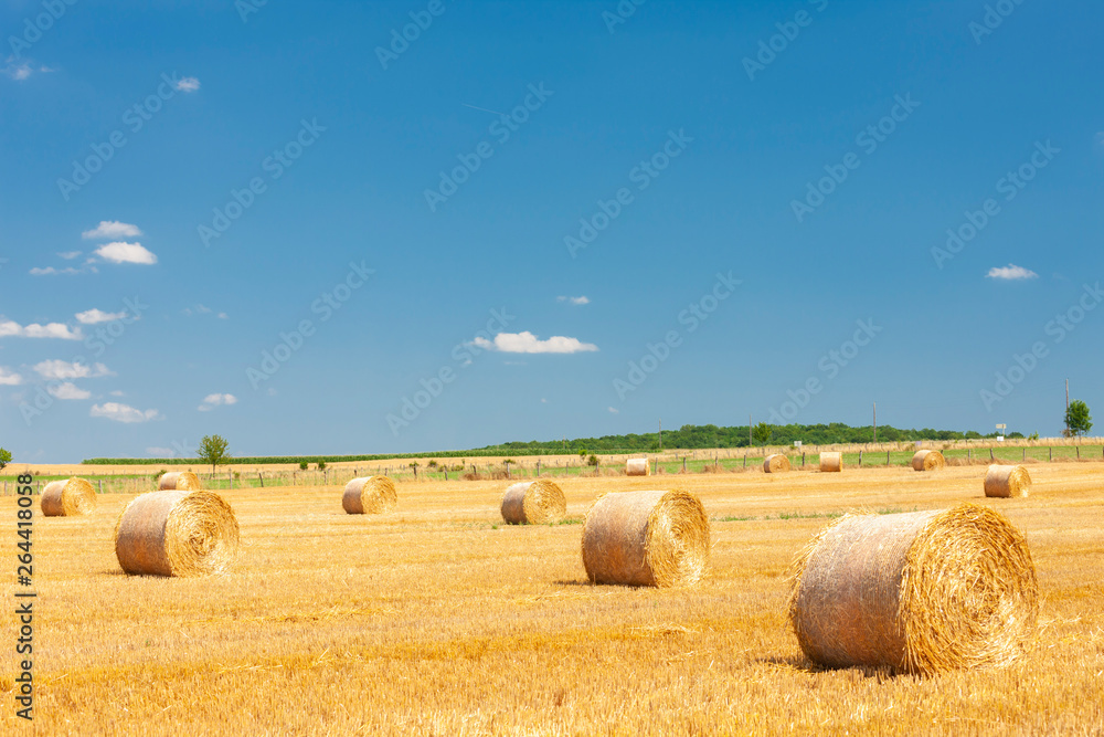 Fototapeta premium field with straw