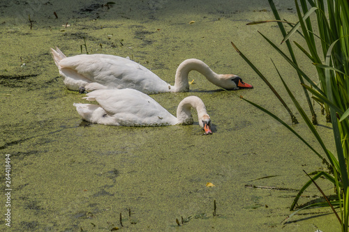 Schwan am Schloss Bothmer in Klütz