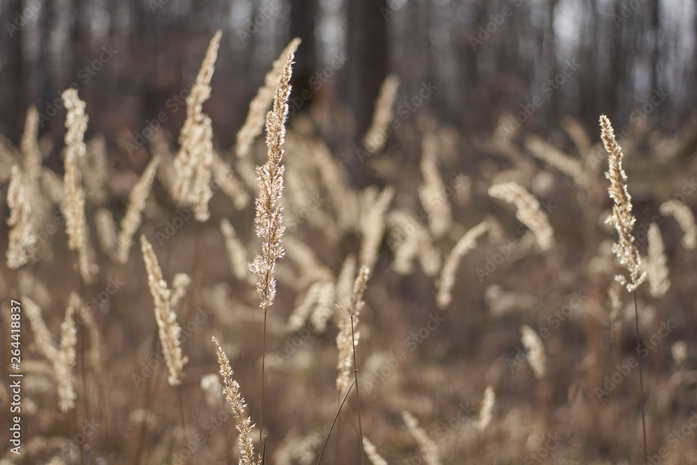 Dry grass sunset bokeh Dry grass sunset bokeh
