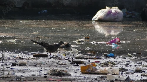 Birds in a garbage dump