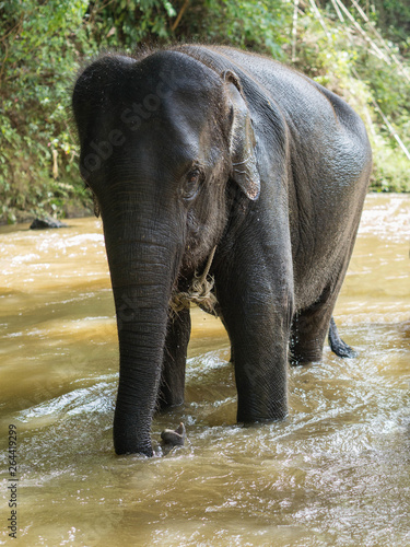 A young Asian elephant with a rope around his neck is standing in a shallow river after swimming