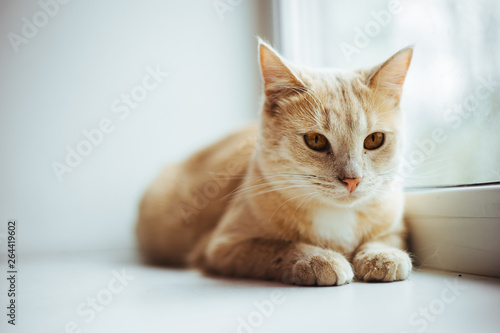 flurry red cat © настя попкова