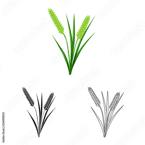 Vector illustration of grain and rice  logo. Collection of grain and garden stock vector illustration.