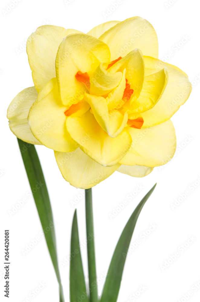 Single flower of yellow daffodil isolated on white background Single flower of yellow daffodil isolated on white background