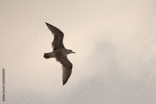 grey seagull from below in front of a cloudy sky