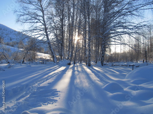 road in winter forest © Evgeniy