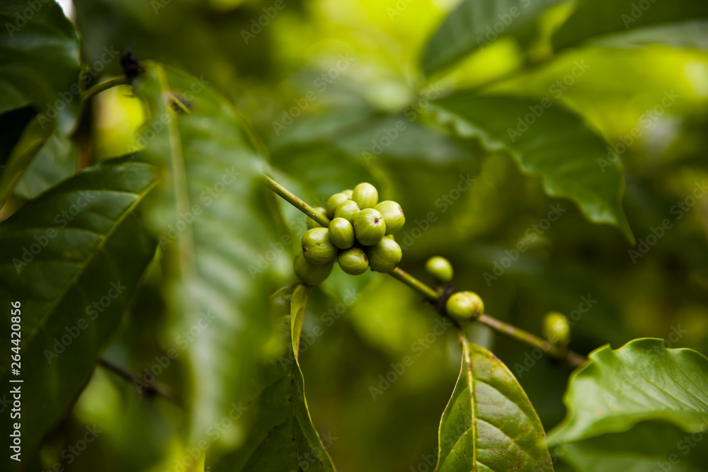 Coffee beans on a branch of coffee tree with leaves