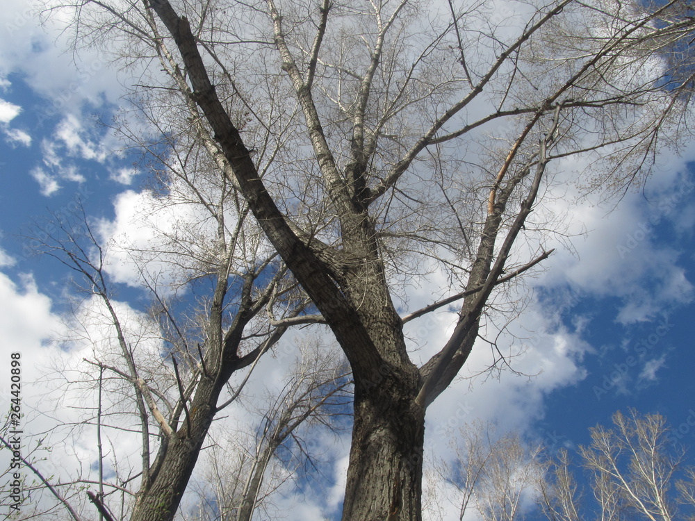 Obraz premium tree and sky