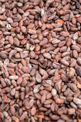 Raw cacao beans