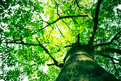 worms eye view looking up to Under the  the green trees and leaf canopy with  sunlight in thailand