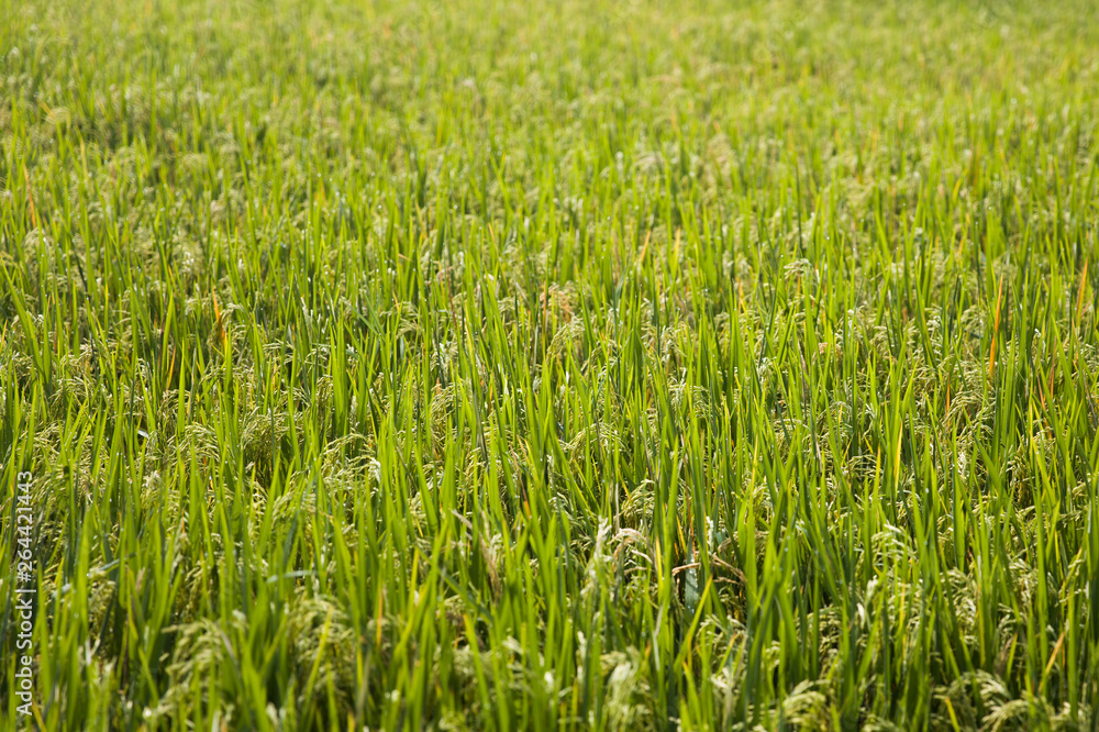Paddy rice field in clear light day
