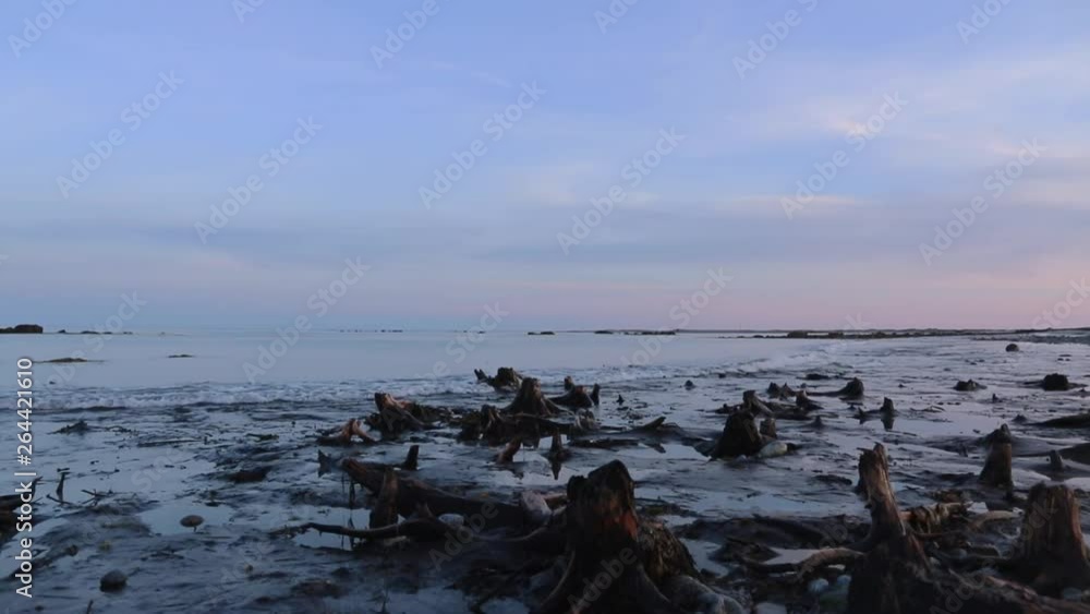 A calm and relaxing beach and lighthouse scene with a submerged forest in the foreground. A calm and relaxing beach and lighthouse scene with a submerged forest in the foreground.