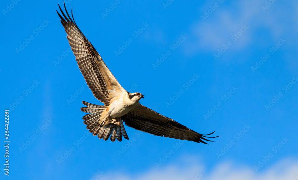 Fototapeta premium Osprey in flight