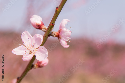 분홍색 복사꽃(복숭아 꽃) © van_sinsy