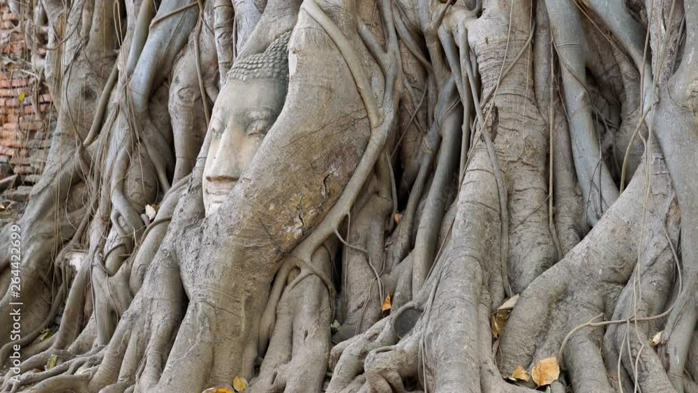 Head of Buddha statue in the tree roots at Wat Mahathat temple, Ayutthaya, Thailand, tilt up.