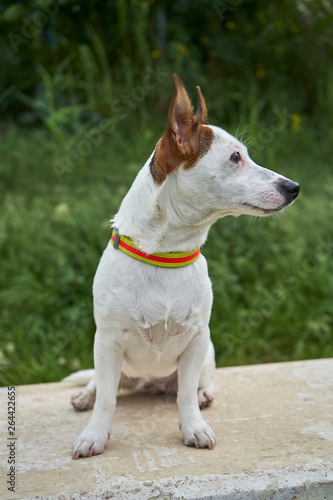 Jack Russell Terrier © Grey G.