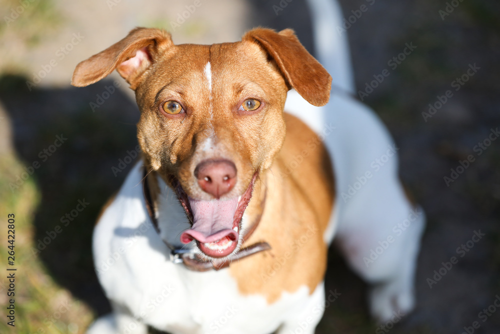 Jack Russell Terrier auf einem Spaziergang