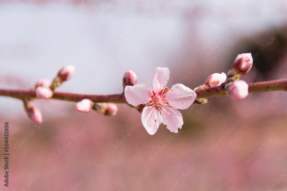 Obraz premium 분홍색 복사꽃(복숭아 꽃)