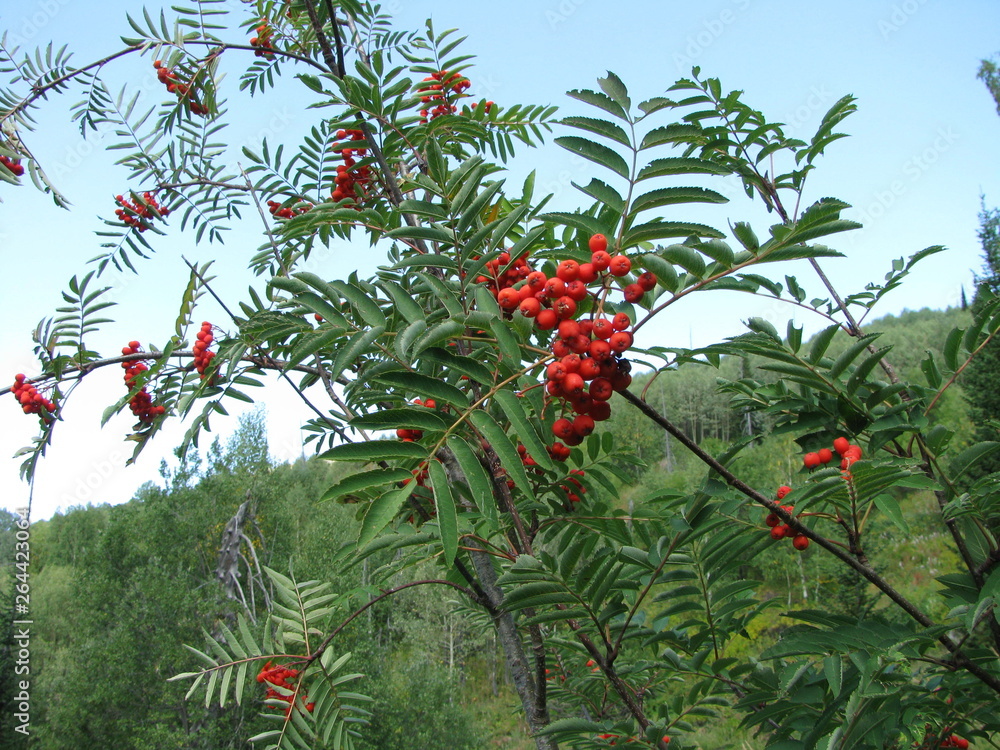 red berries on branch of tree