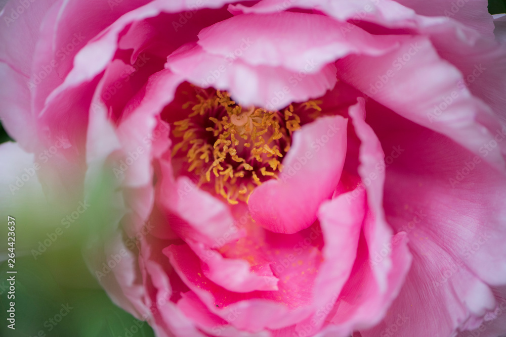 Rosafarbene Blüte einer Gartenpflanze Rosafarbene Blüte einer Gartenpflanze