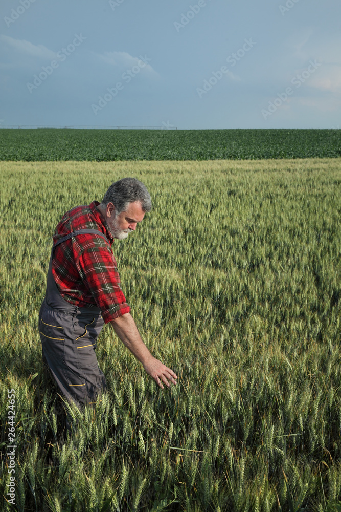 Agriculture, farmer examine wheat plant in field Agriculture, farmer examine wheat plant in field