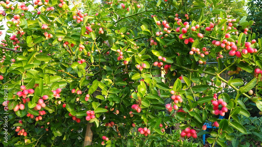 Carissa carandas is a very strong woody shrub with a number of spines. It grows well in the hilly regions of India. The fruits, which are green when young and dark purple when mature.