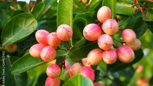 Foto Carissa carandas is a very strong woody shrub with a number of spines