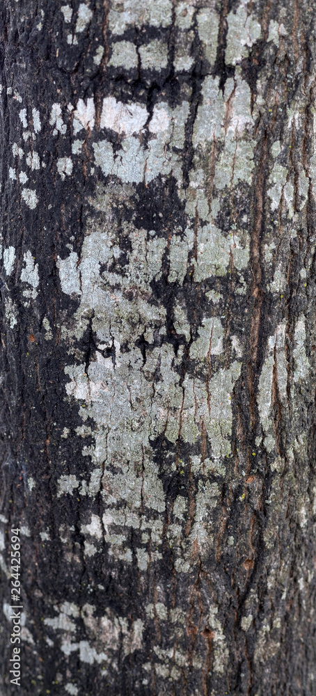 Close-up of lichen-covered tree trunk. Close-up of lichen-covered tree trunk.