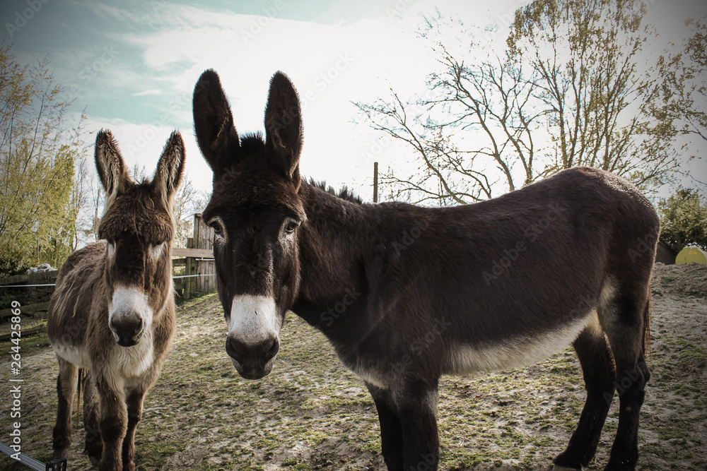 donkeys