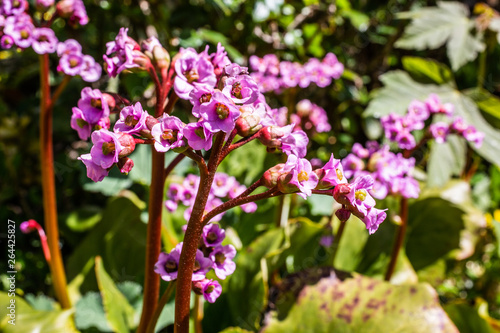 Wildblumen mit violetten Bl  ten