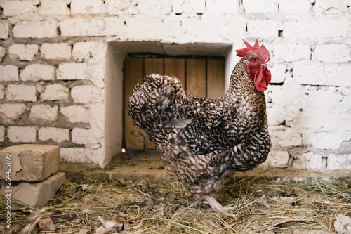 white chicken on hay