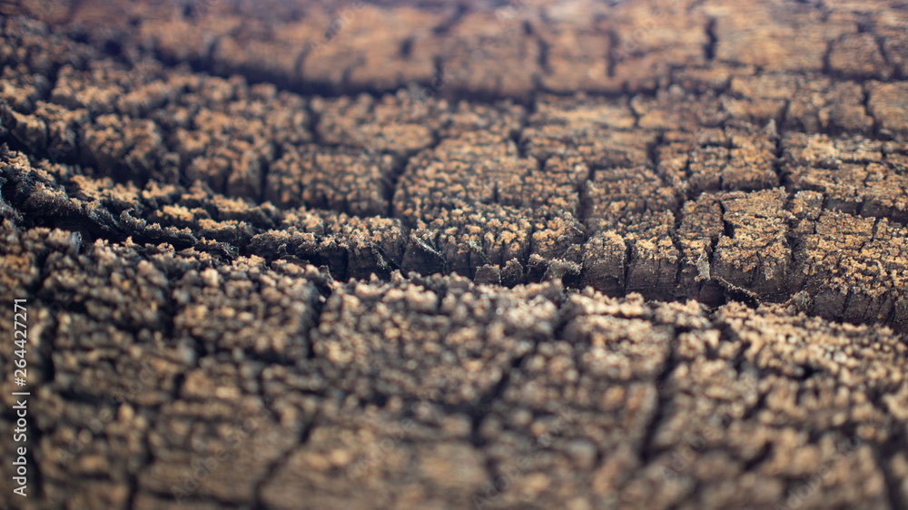 Obraz premium Wood Texture