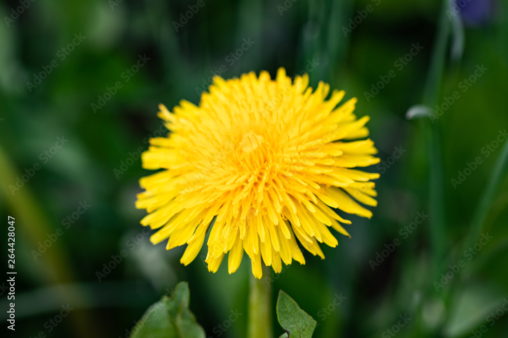 dandelion flower on green grass background close up dandelion flower on green grass background close up